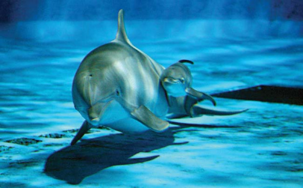 An Adult and Baby Dolphin